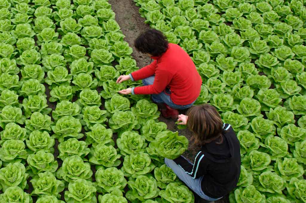 Solicita un diagnóstico gratuito y demo del servicio Control de Gestión Agrícola